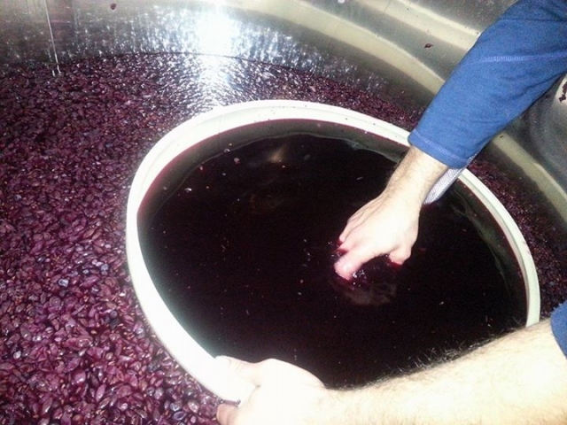 Elaboración de vinos en Tarragona